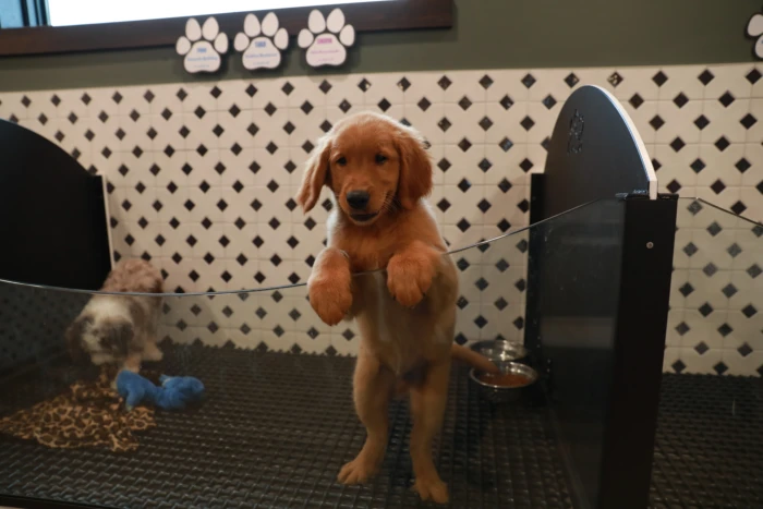 Well-socialized puppies playing in the clean, welcoming environment at our premium berlin ohio pet store, the official Pawsome Family Pets location in Holmes County.