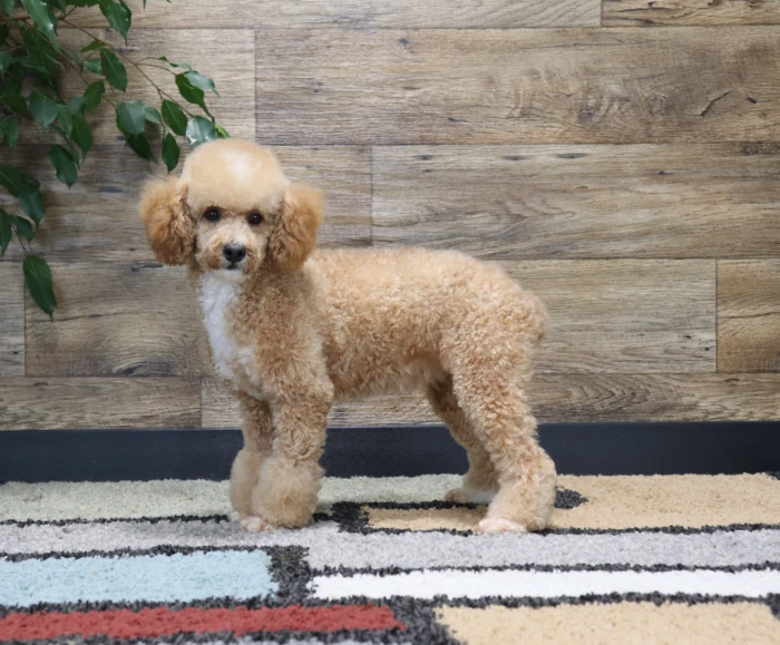 A beautifully groomed puppy showing off a pristine, freshly trimmed coat after premium pet grooming services, making them ready for a day trip destination visit or home delivery.