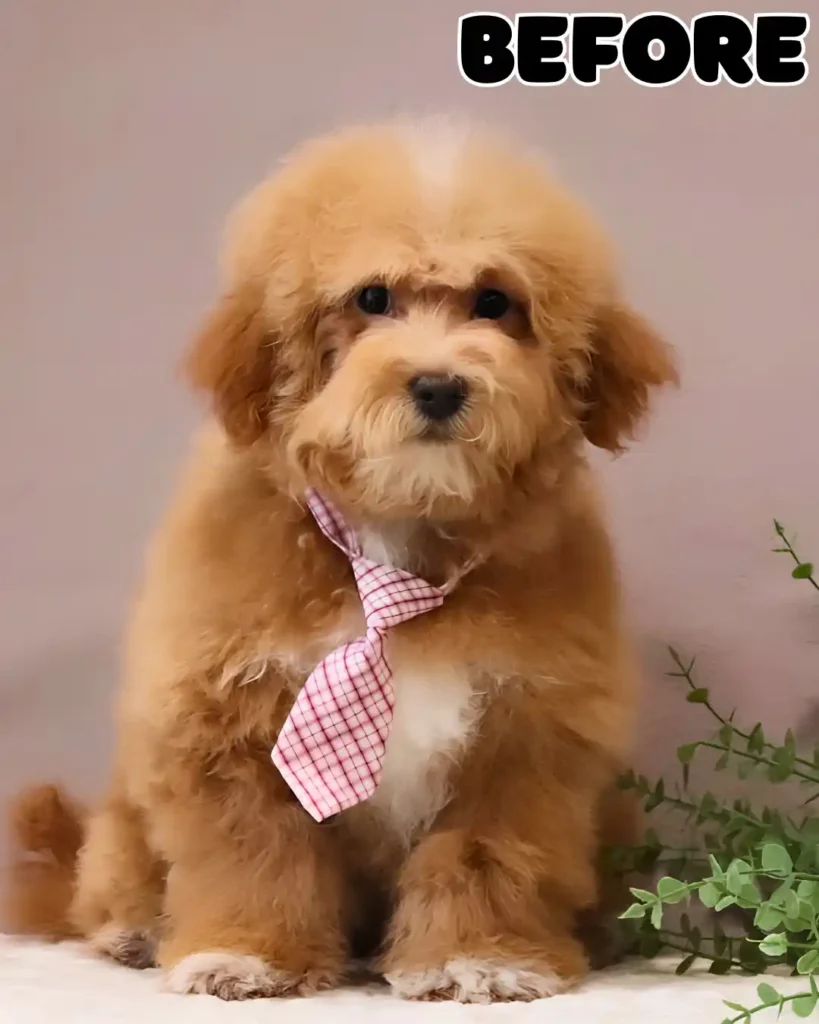 A long haired puppy with an overgrown, curly coat before undergoing behavioral grooming at our Berlin Ohio pet store, demonstrating a gentle approach to coat maintenance.