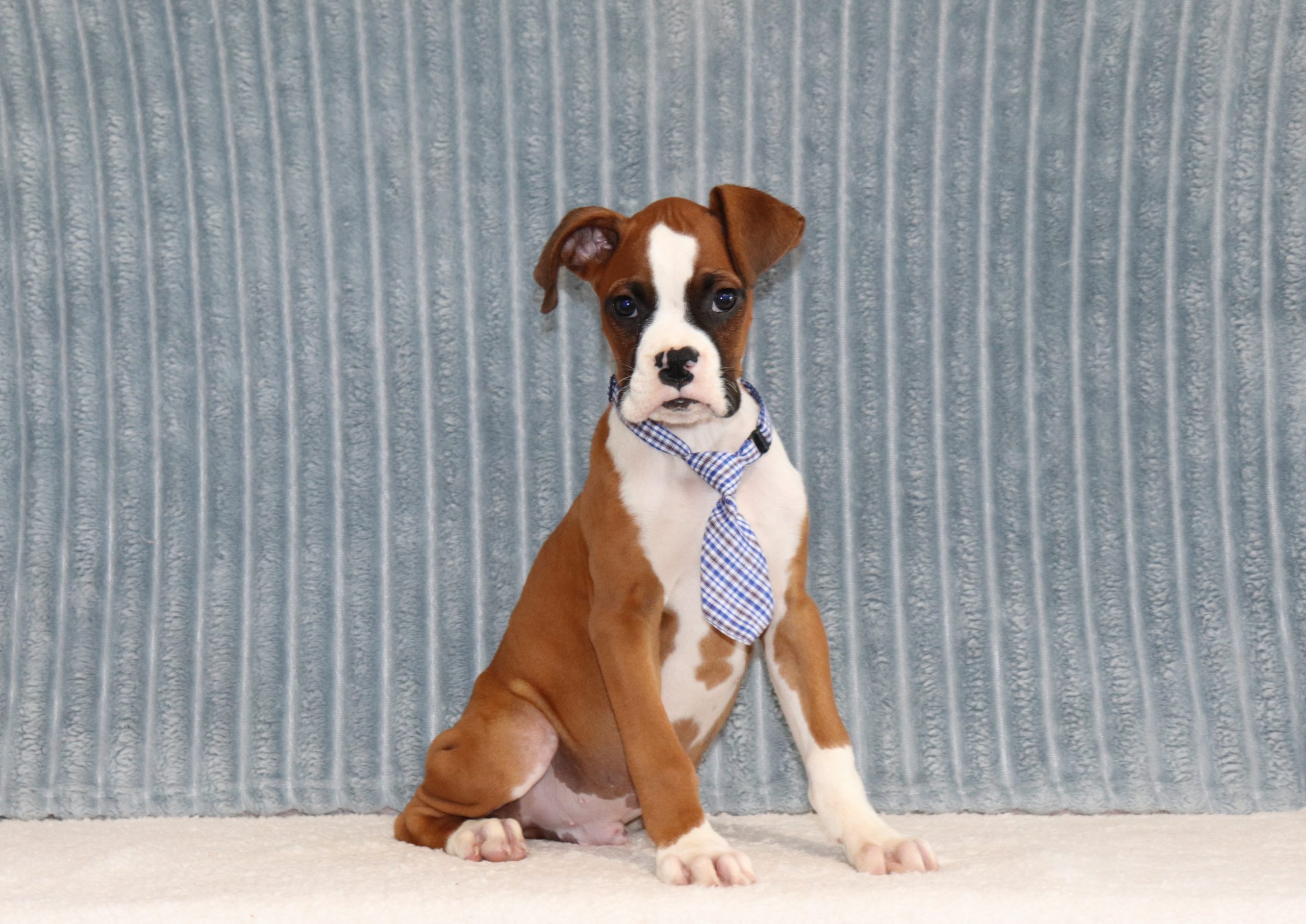 Garold-4430a-puppy-boxer-The-Puppy-Lodge-of-Berlin