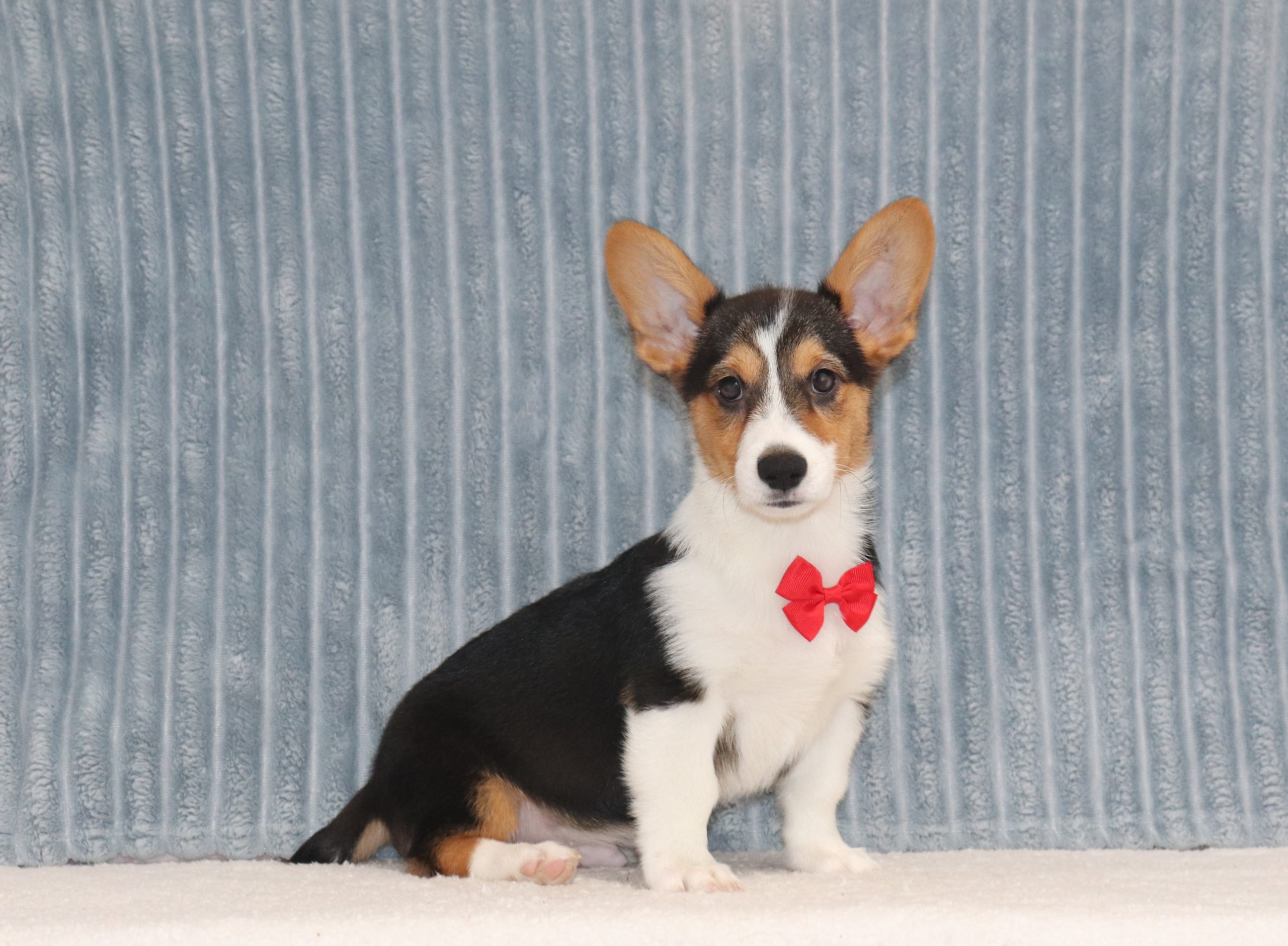 Aladon-4927c-puppy-pembroke-welsch-corgi-The-Puppy-Lodge