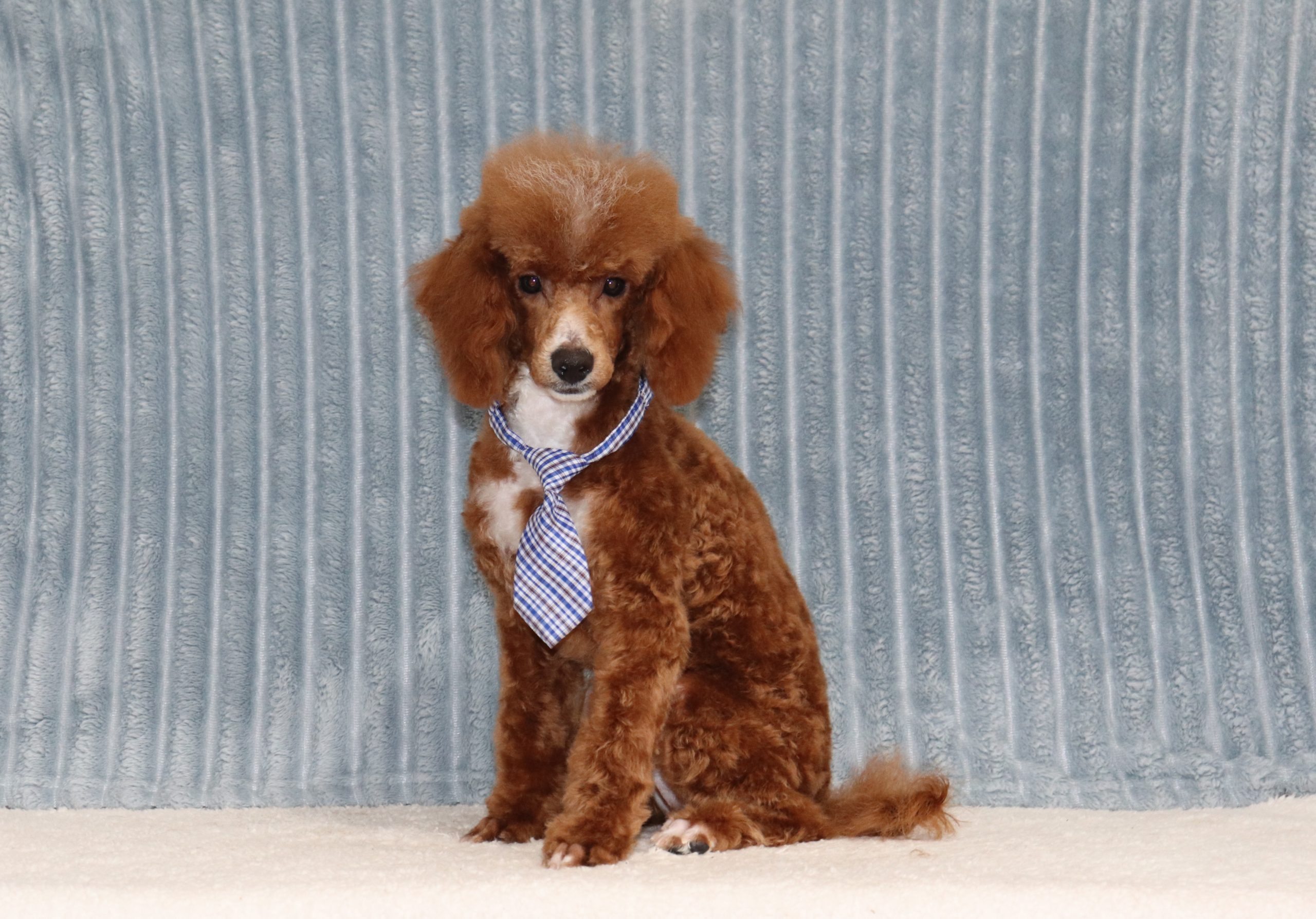 Luther-0723cc-puppy-mini-poodle-The-Puppy-Lodge-of-Berlin