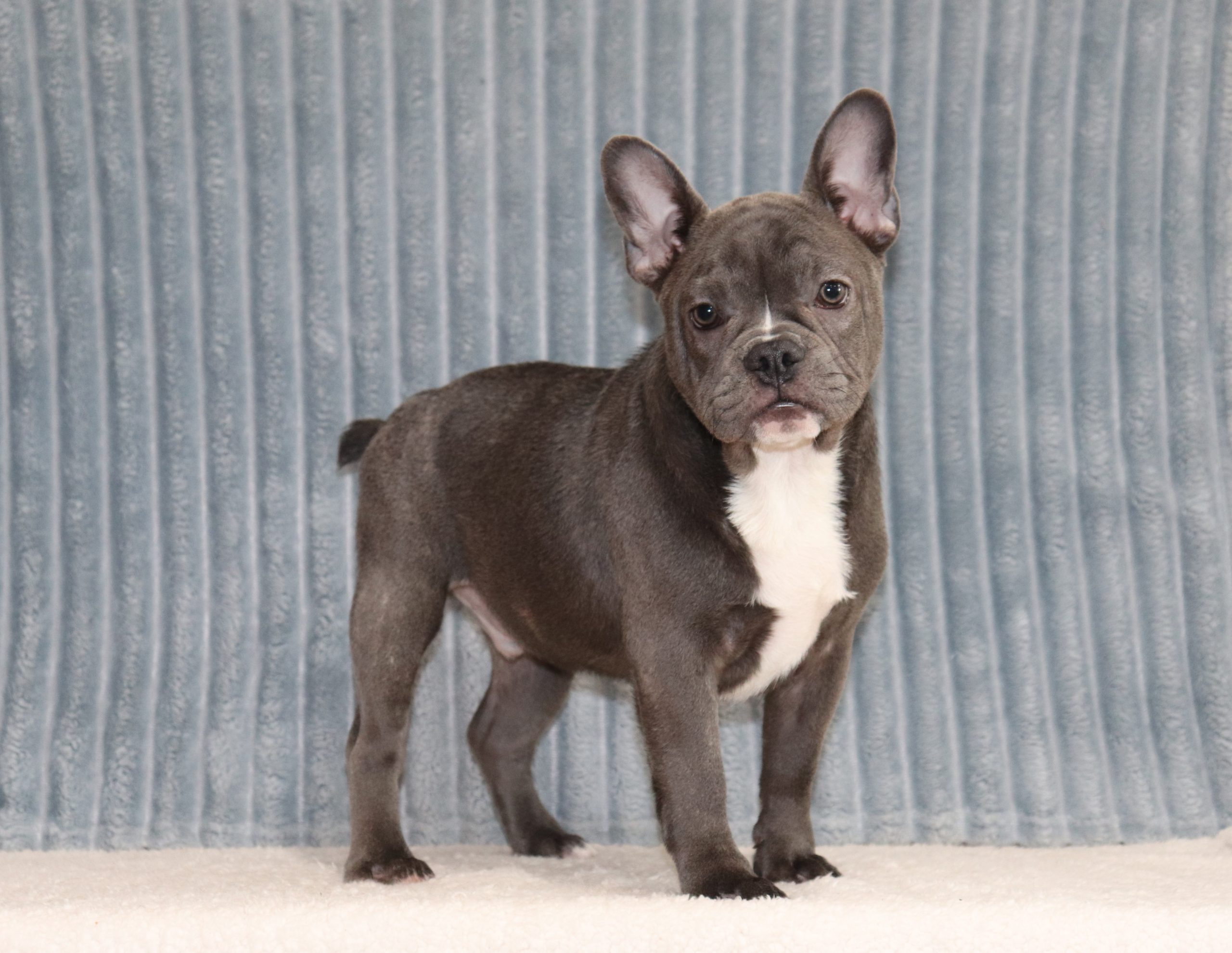 Cash-8626bbb-puppy-french-bulldog-The-Puppy-Lodge-of-Berlin-