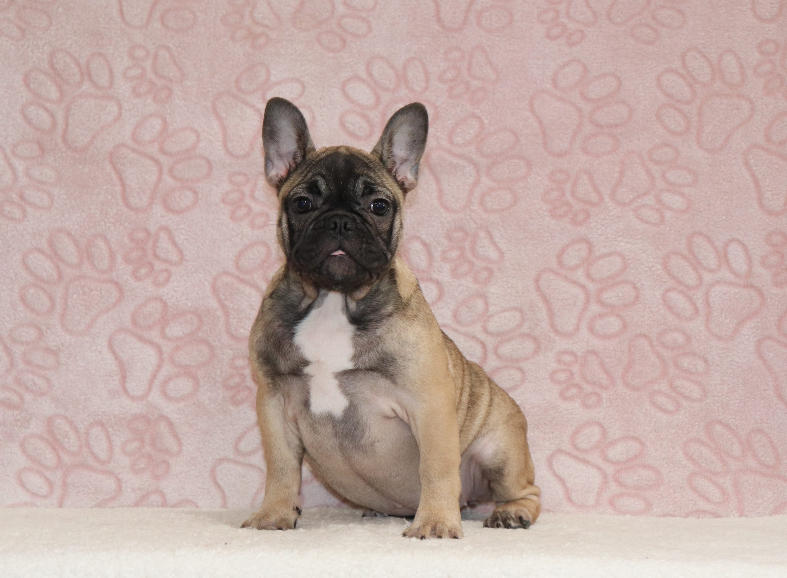 Ciwi-8634b-puppy-French-Bulldog-The-Puppy-Lodge-of-Berlin