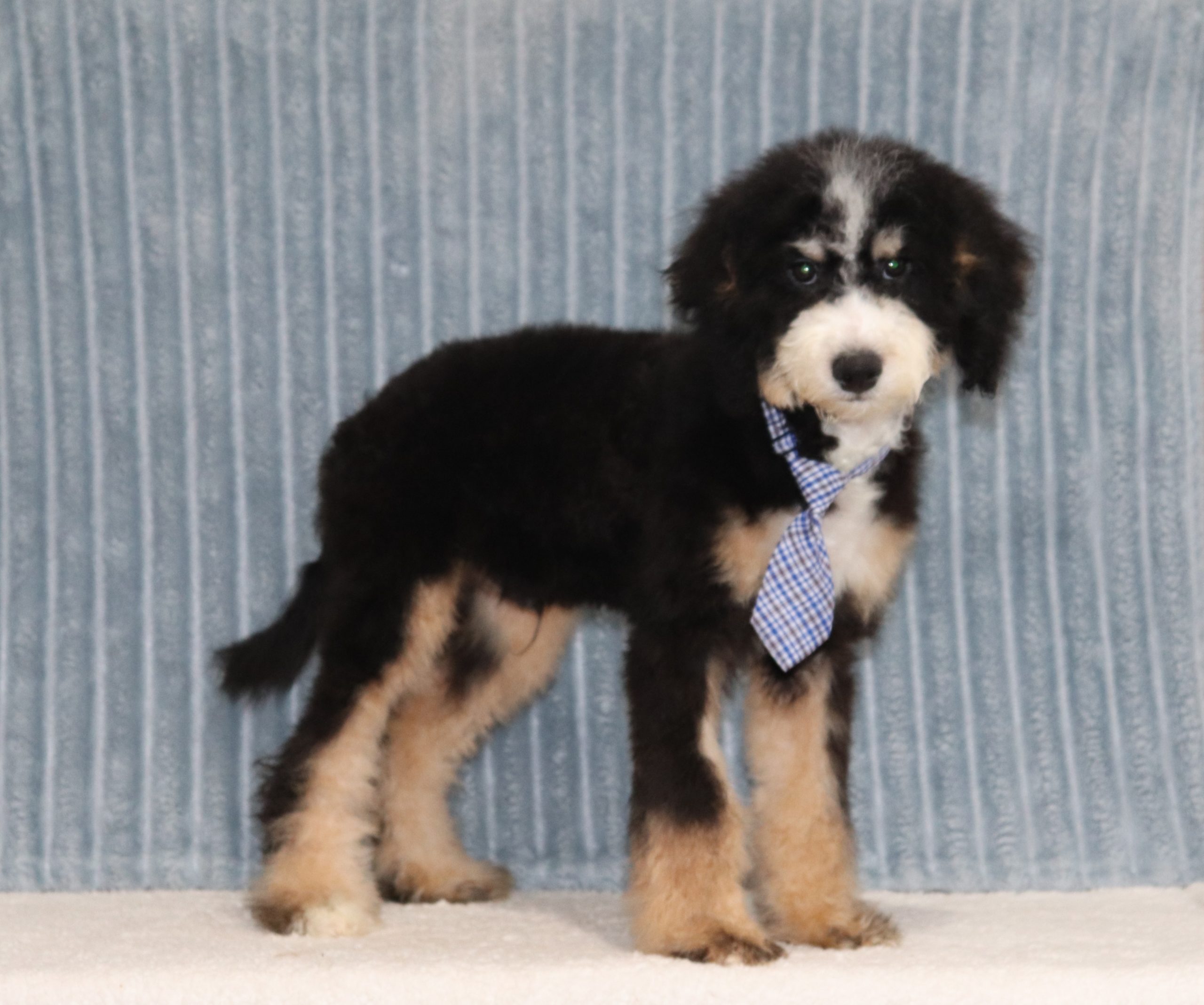 Chuck-1816bbb-puppy-Mini-Bernedoodle-The-Puppy-Lodge