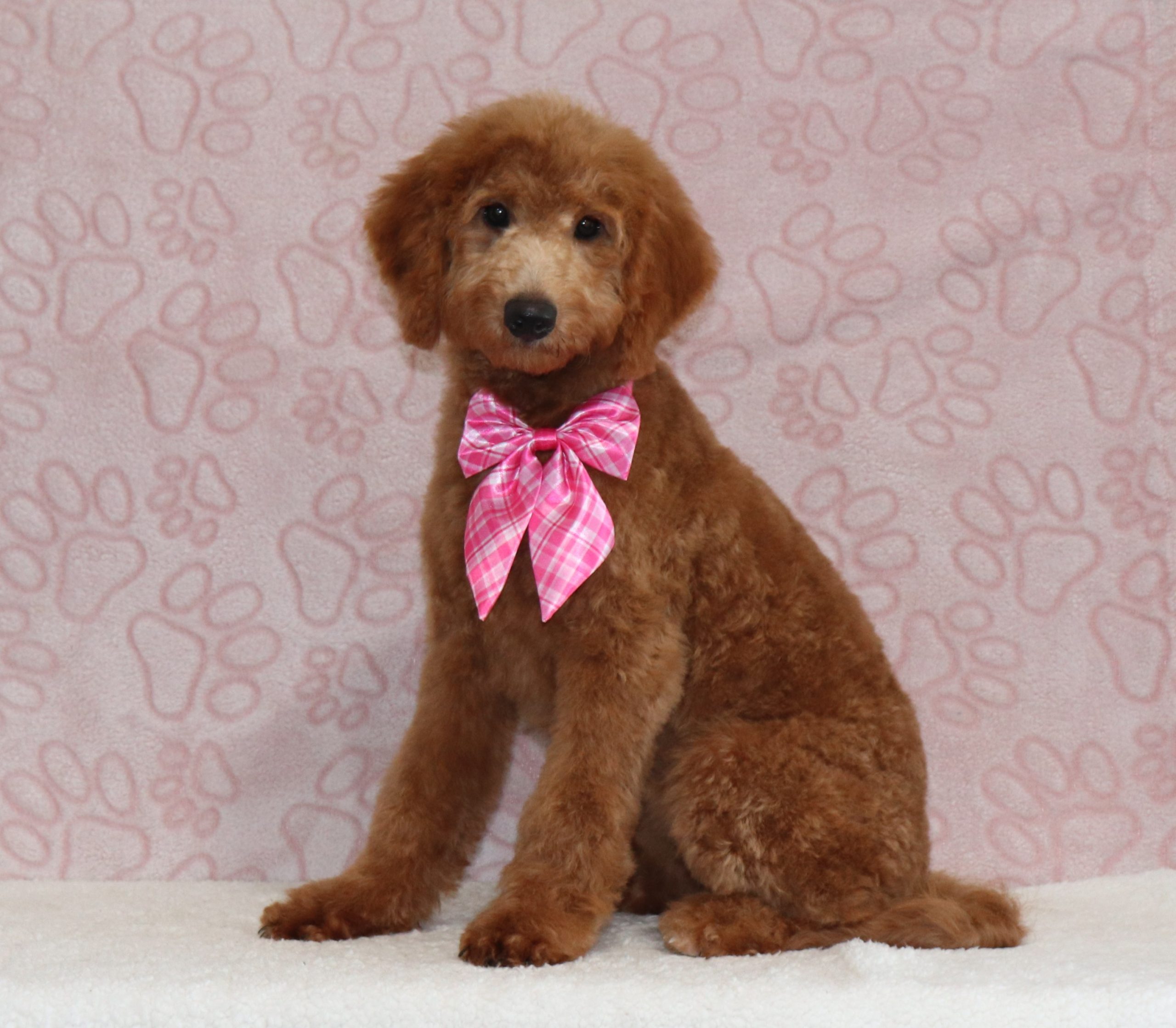 Glenda-4079aaa-puppy-mini-goldendoodle-The-Puppy-Lodge-of-Berlin