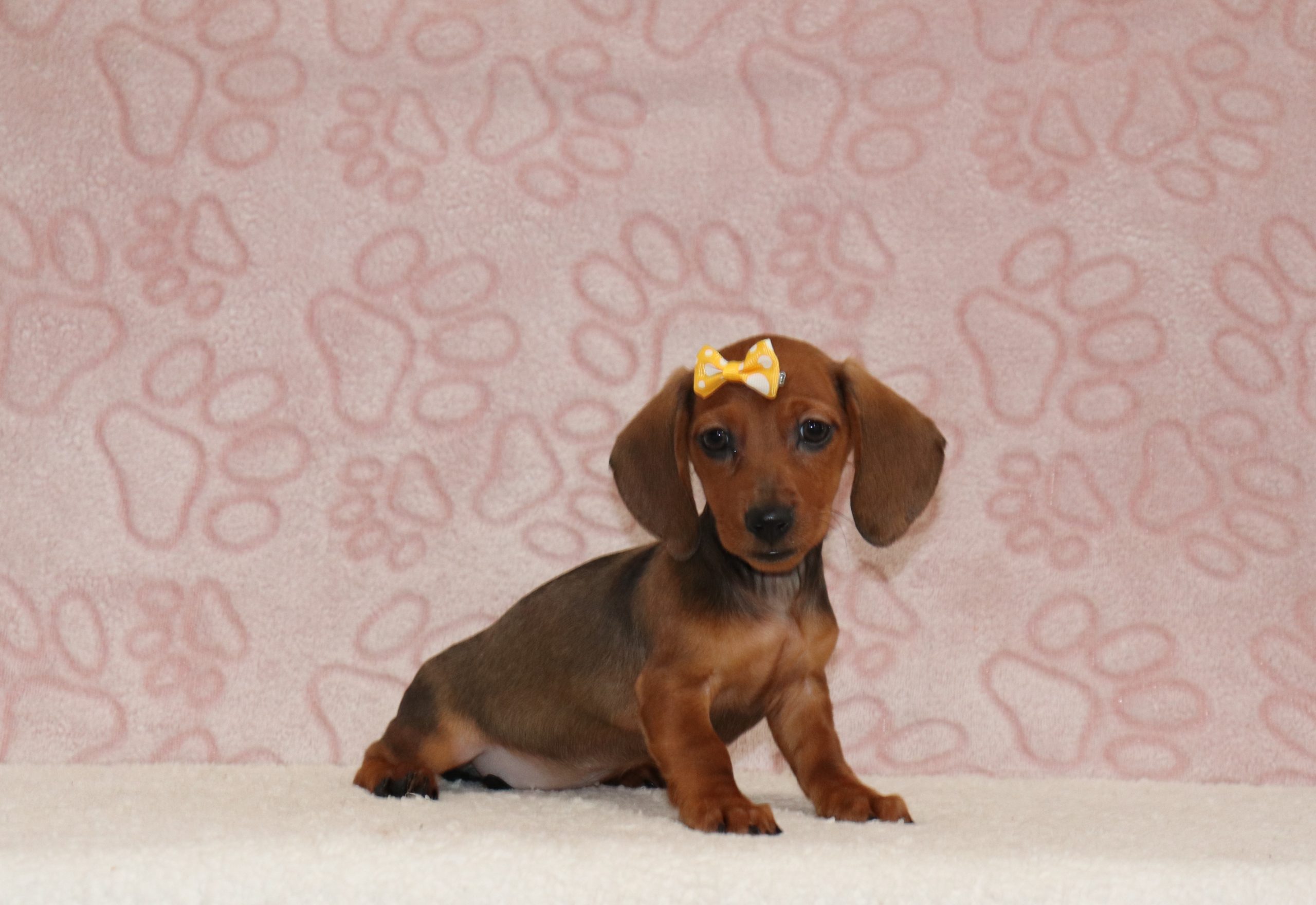 Minnie-6560bbb-puppy-mini-dachshund-The-Puppy-Lodge-of-Berlin