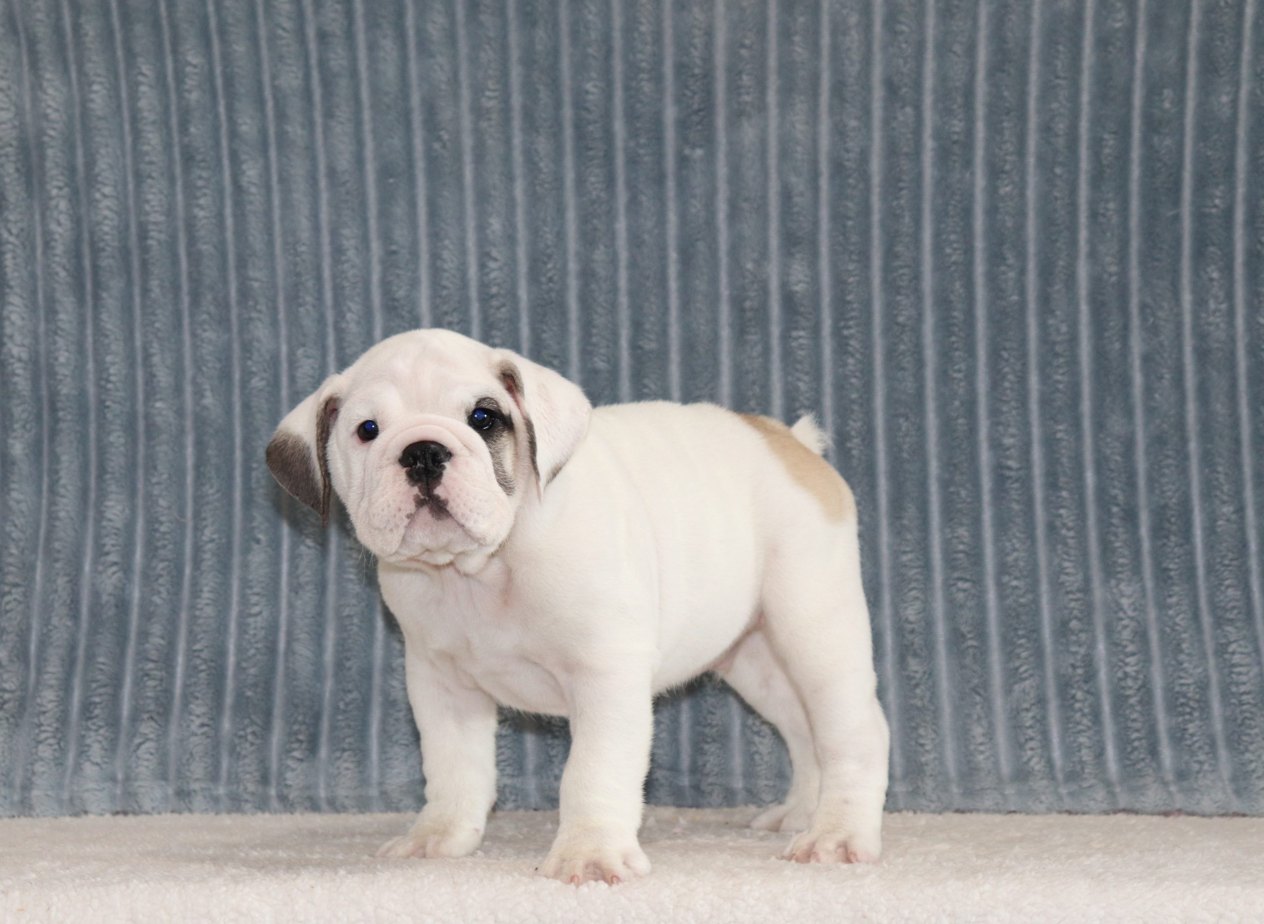 Petrus-6270a-puppy-english-bulldog-The-Puppy-Lodge