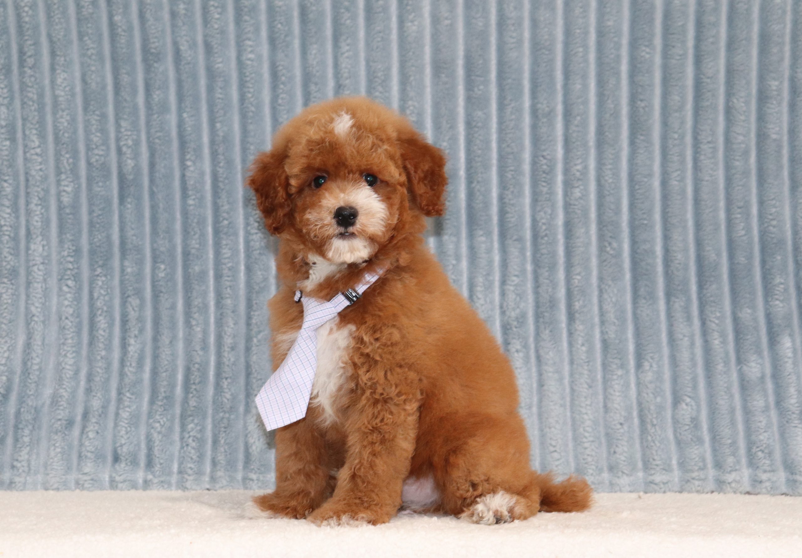 Rylan-4302b-mini-poodle-The-Puppy-Lodge-of-Berlin