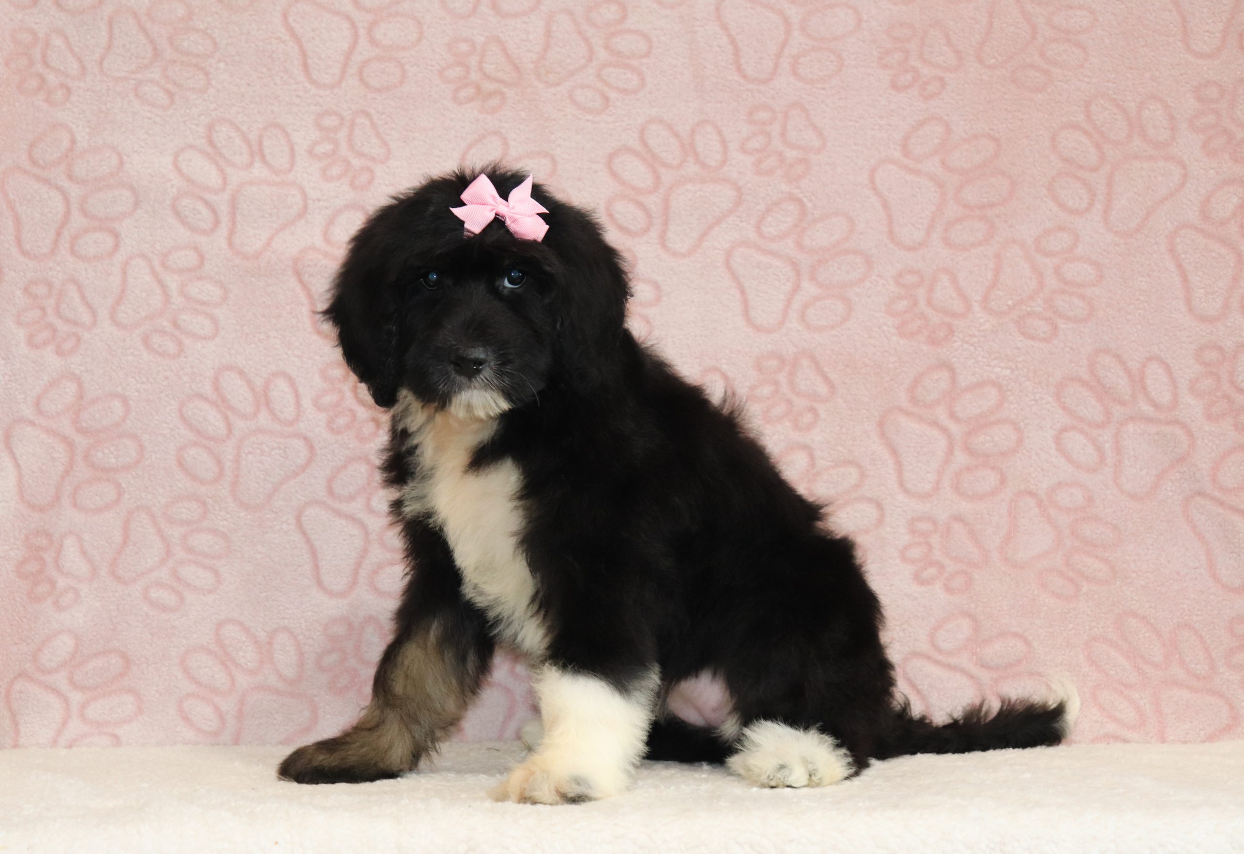 Cindy-4314a-puppy-standard-bernedoodle-The-Puppy-Lodge-of-Berlin