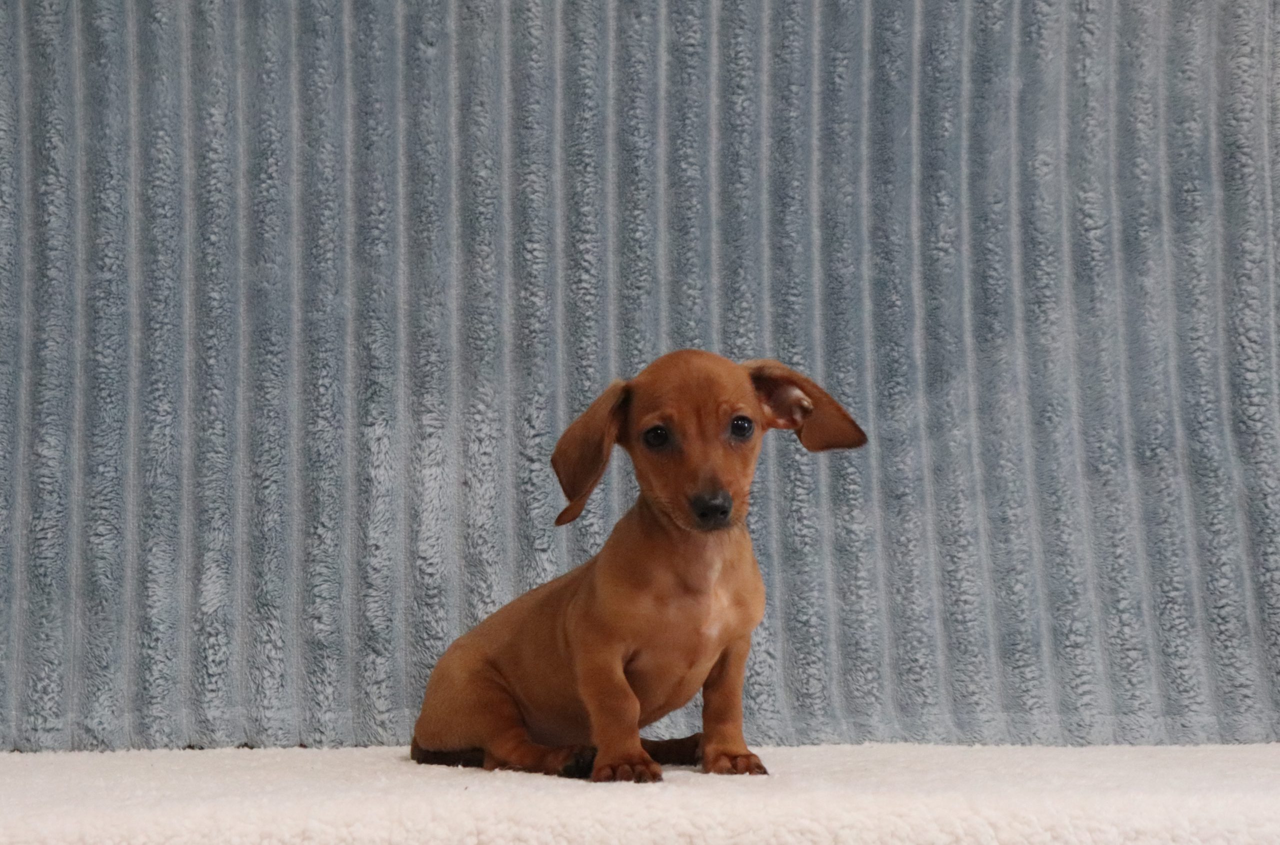 Elmer-4648a-puppy-mini-dachshund-The-Puppy-Lodge