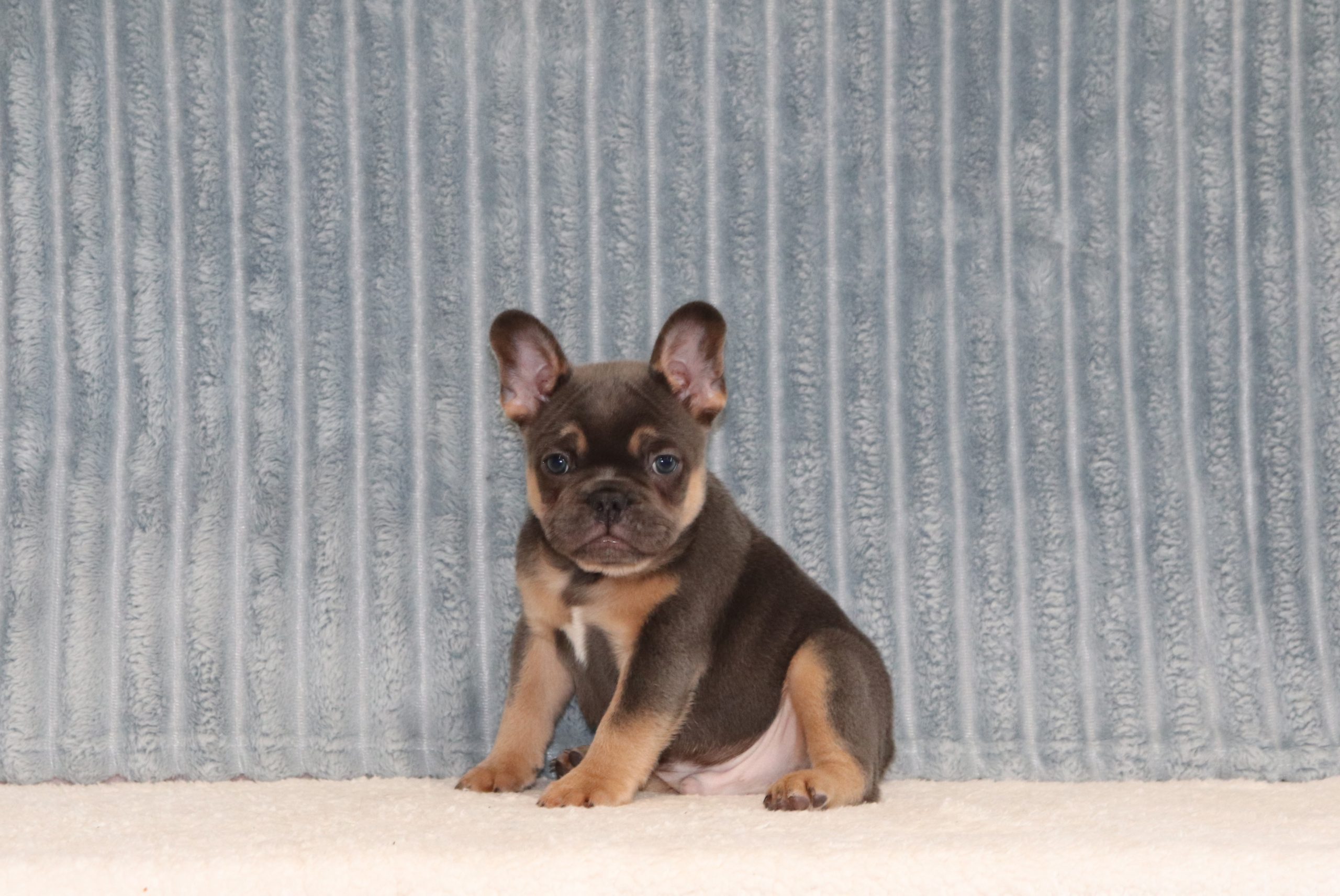 Klint-6361aa-puppy-french-bulldog-The-Puppy-Lodge-of-Berlin