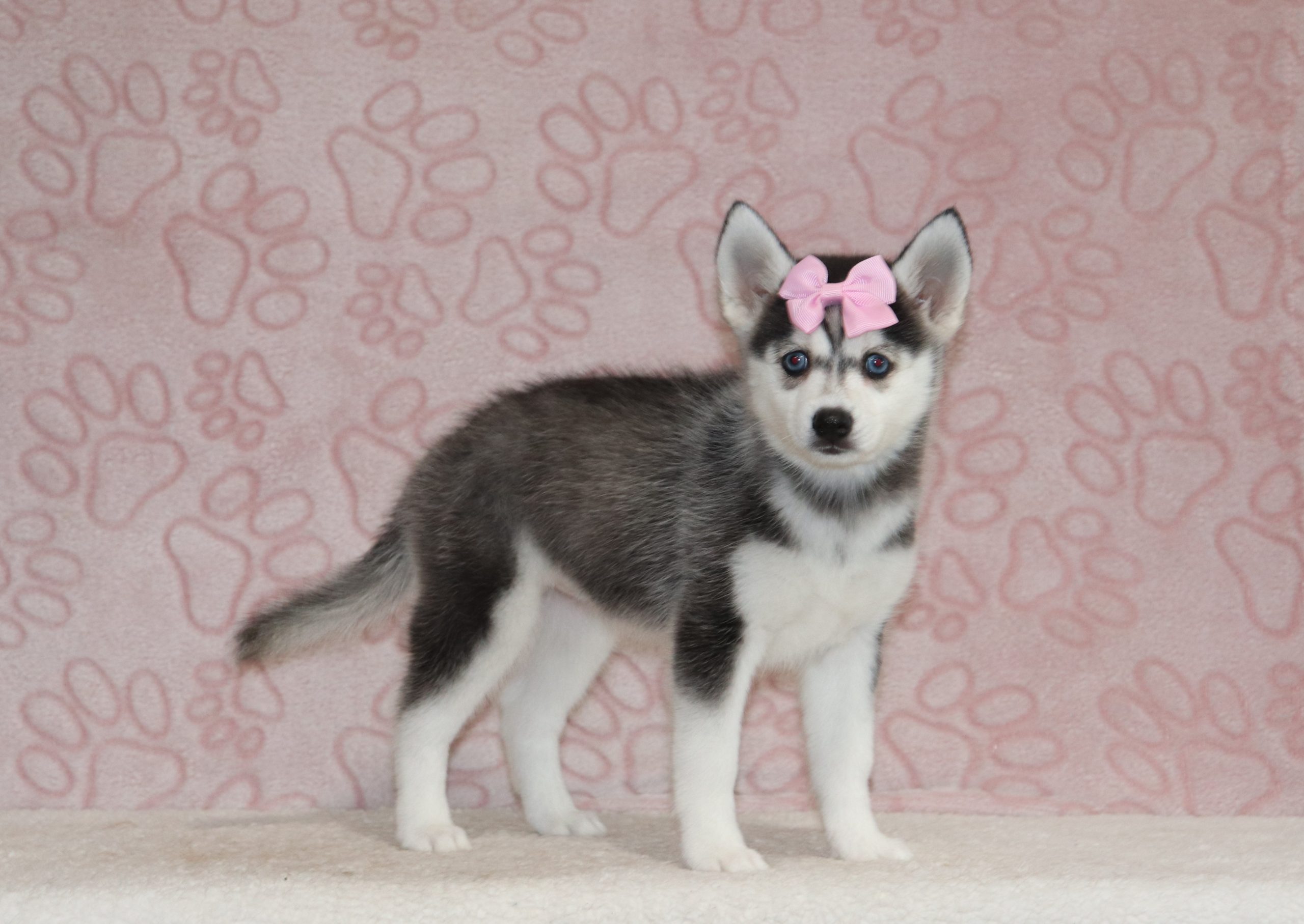 Lucy-4347a-puppy-pomsky-The-Puppy-Lodge-of-Berlin