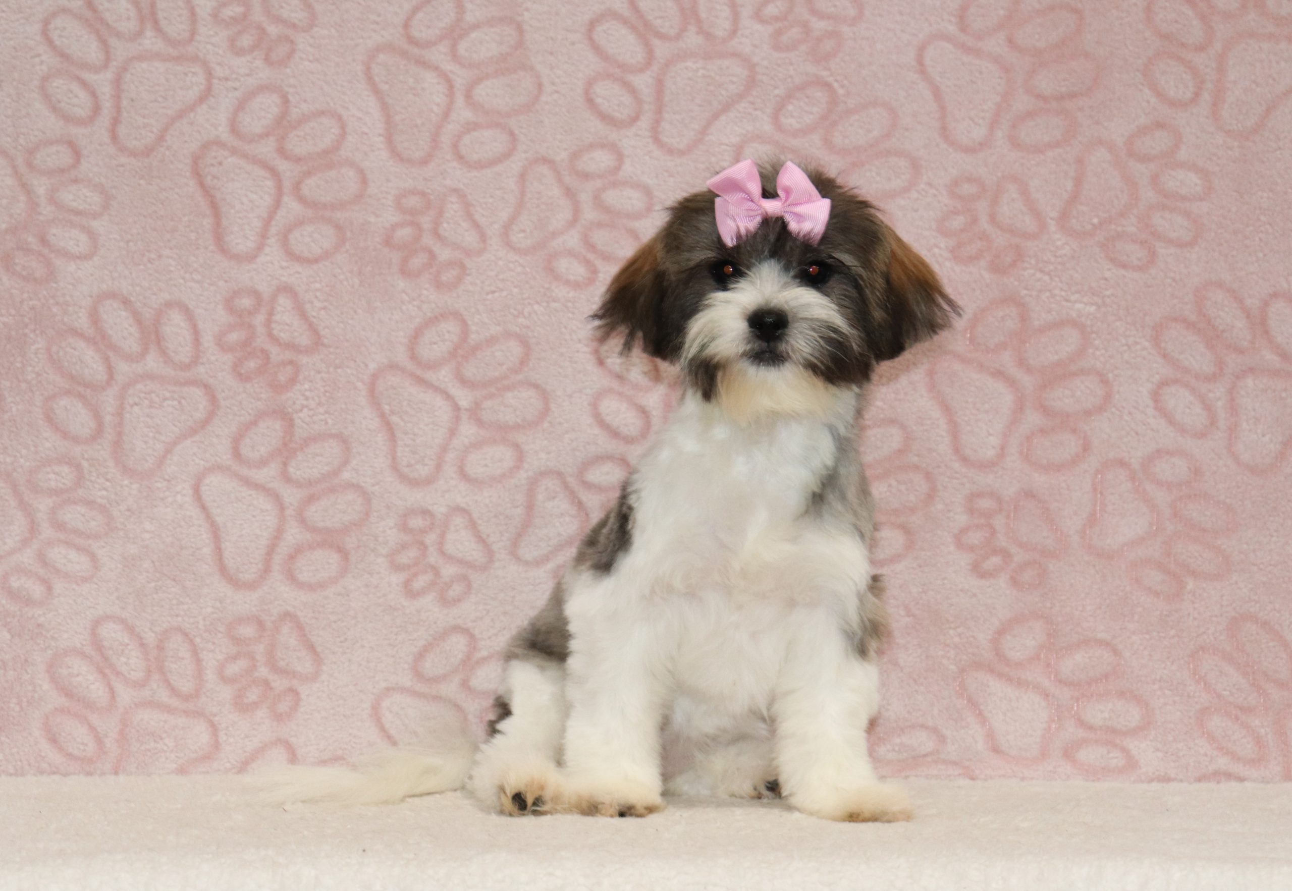 Lundy-6586a-puppy-teddy-bear-The-Puppy-Lodge-of-Berlin