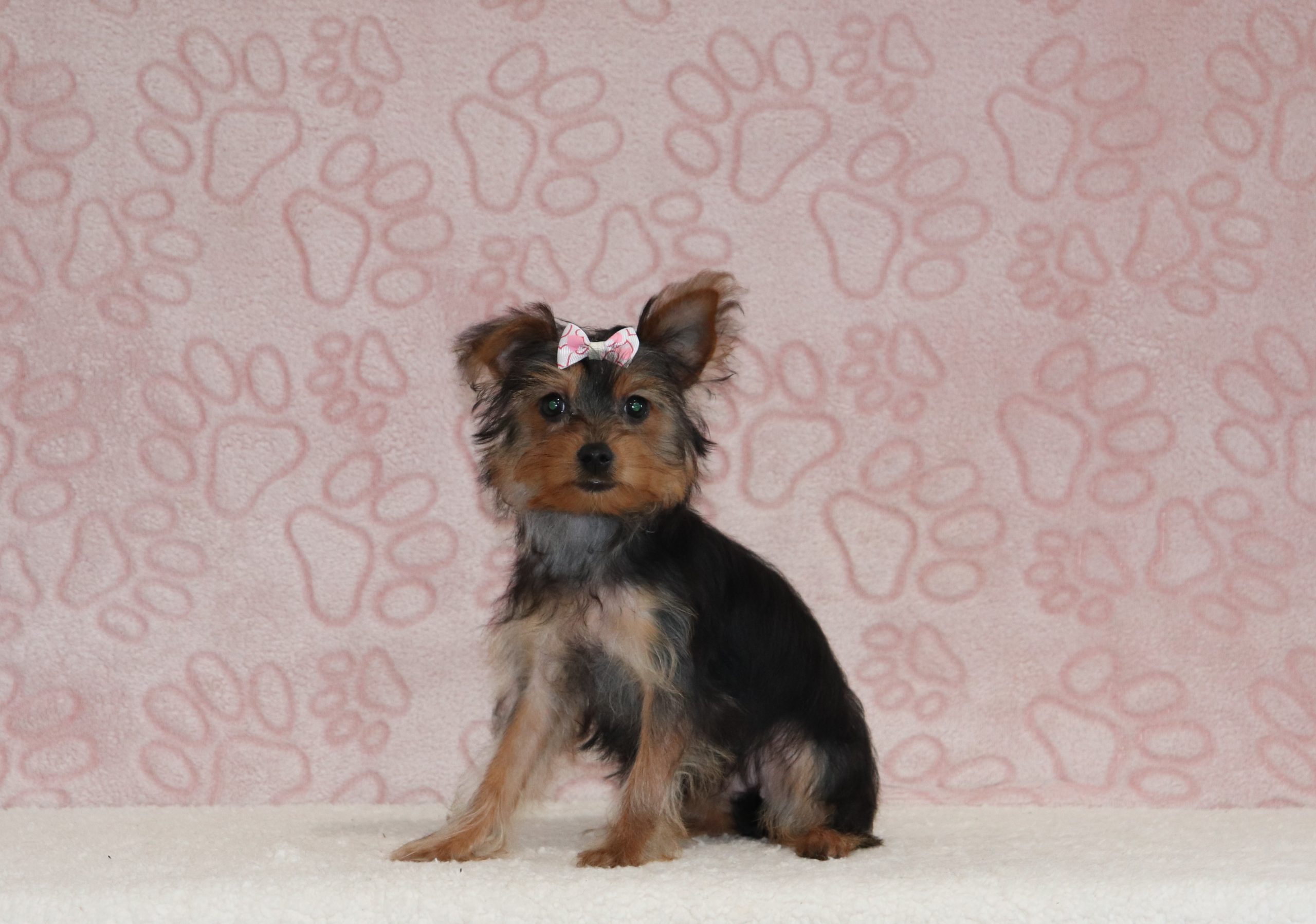 Marnita-6592a-puppy-mini-dachshund-The-Puppy-Lodge-of-Berlin