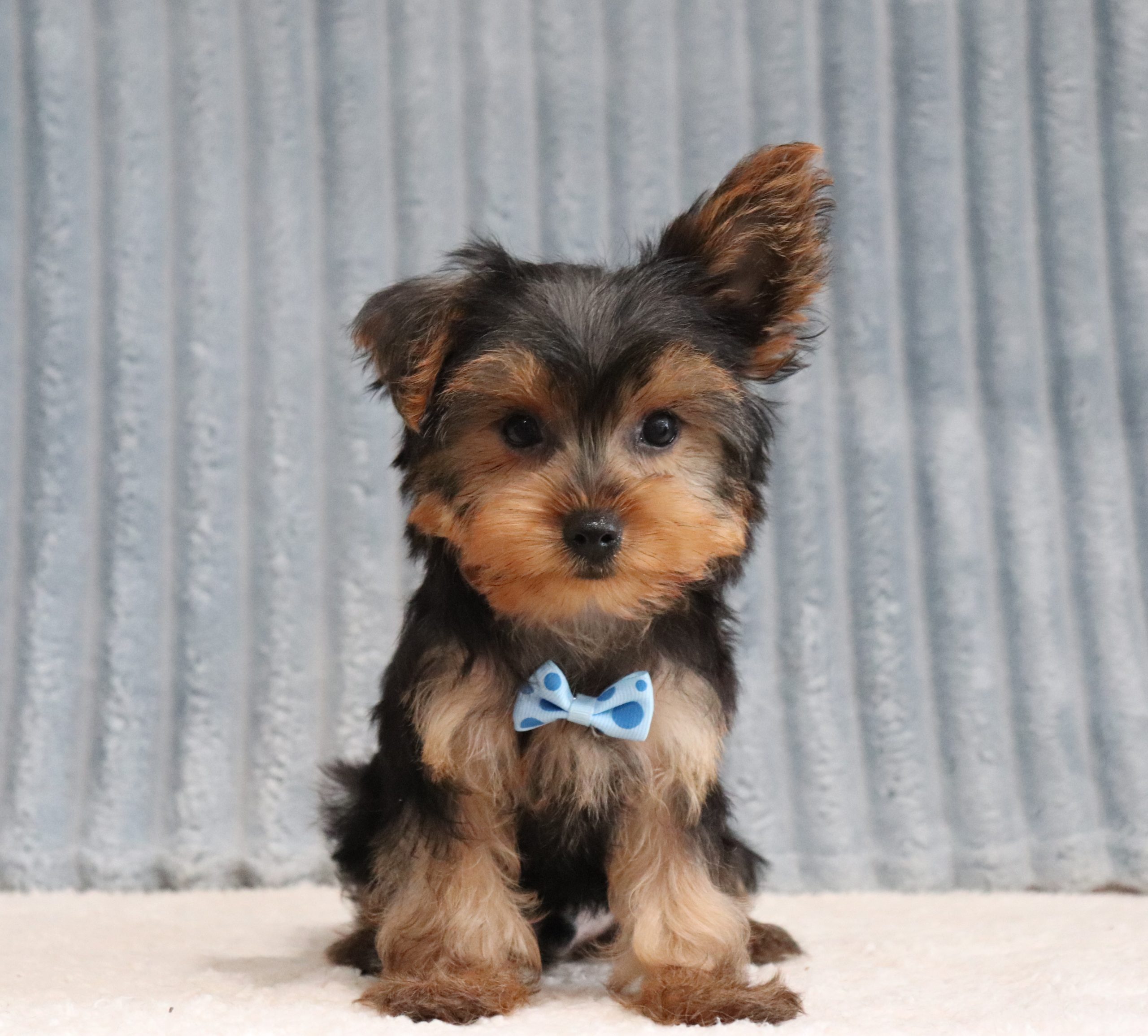 Milan-6590aa-puppy-The-Puppy-Lodge-