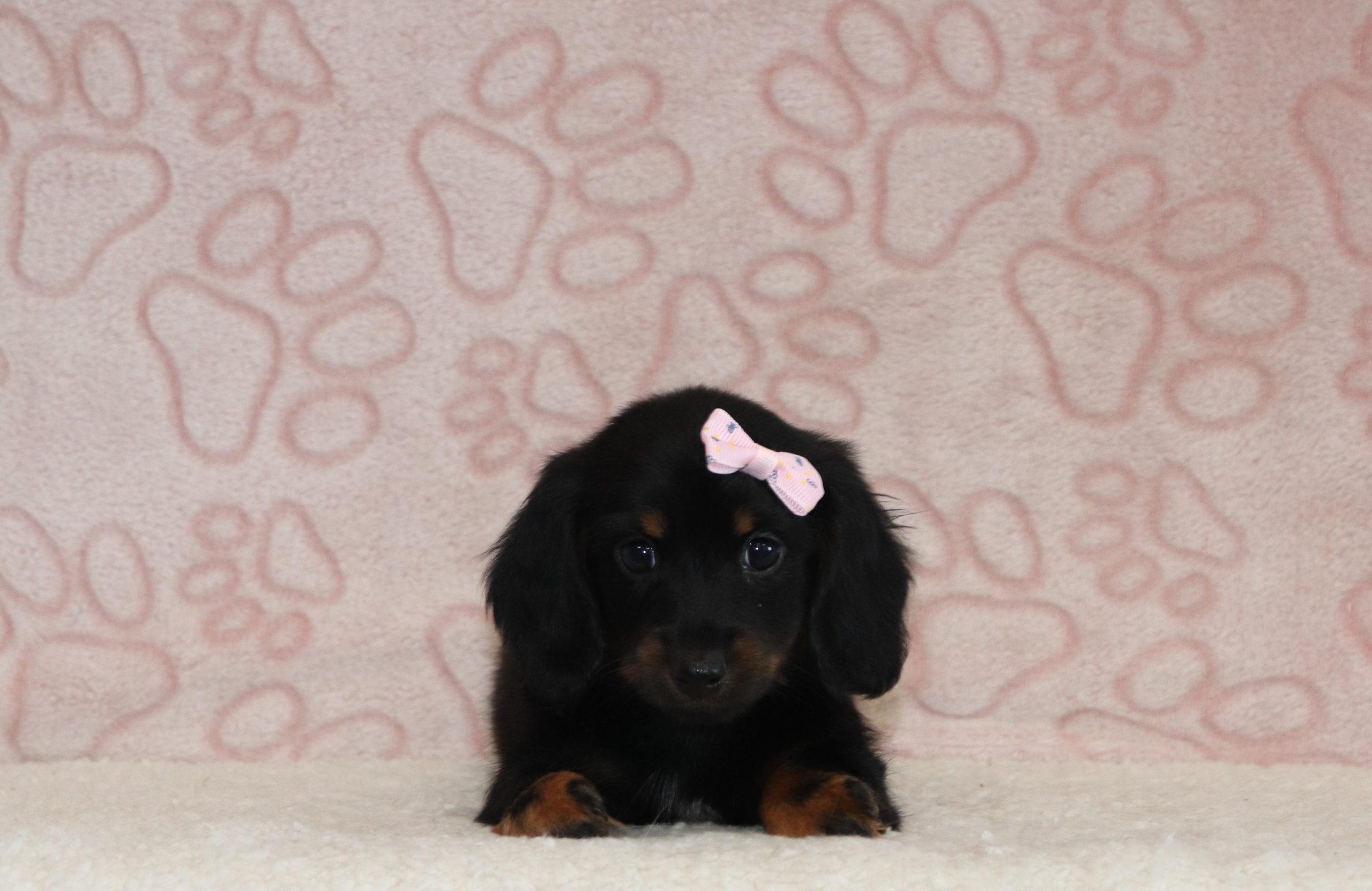 Minerva-4457-3434a-puppy-mini-dachshund-The-Puppy-Lodge-of-Berlin