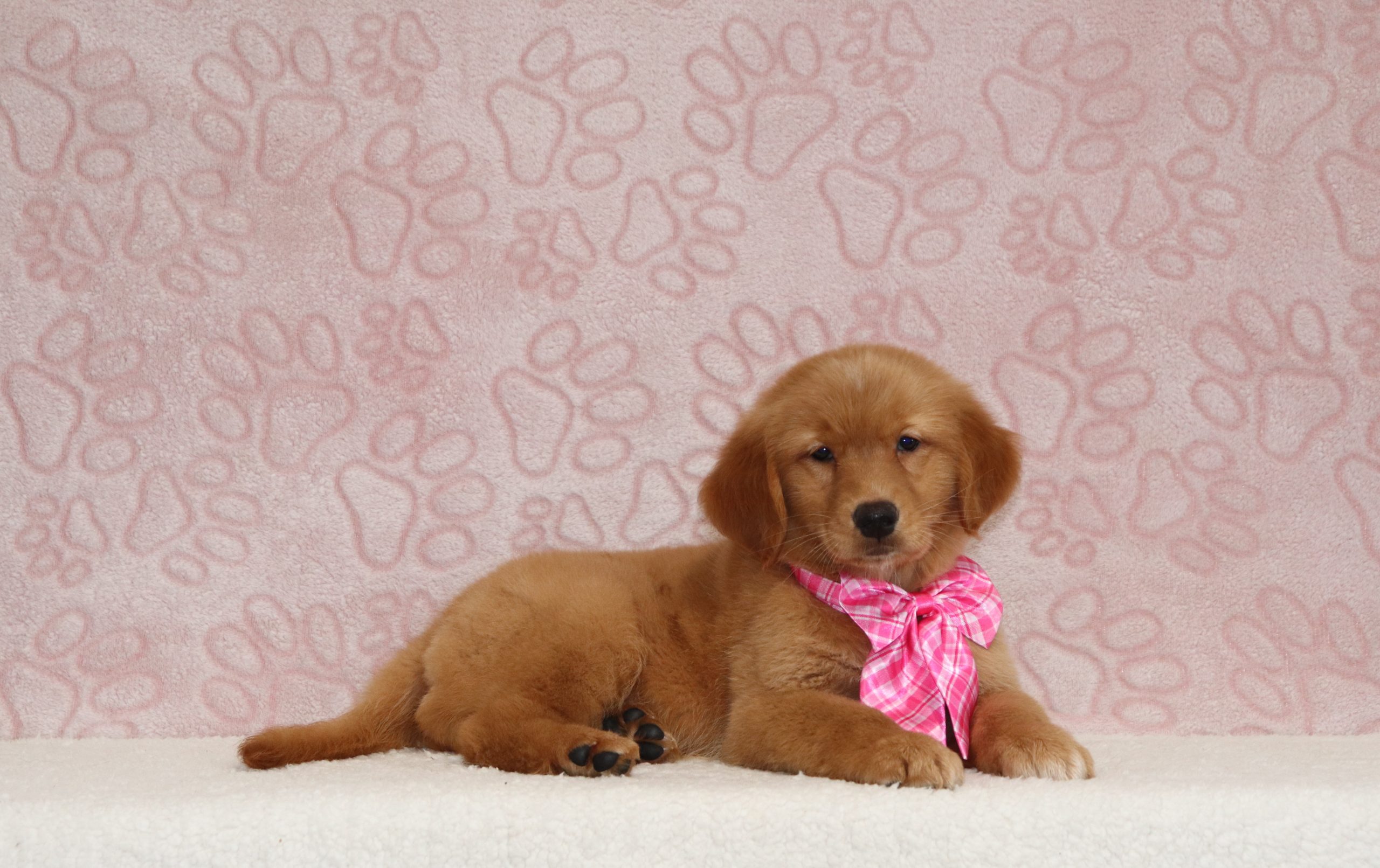 Paris-4319aa-puppy-golden-retriever-The-Puppy-Lodge