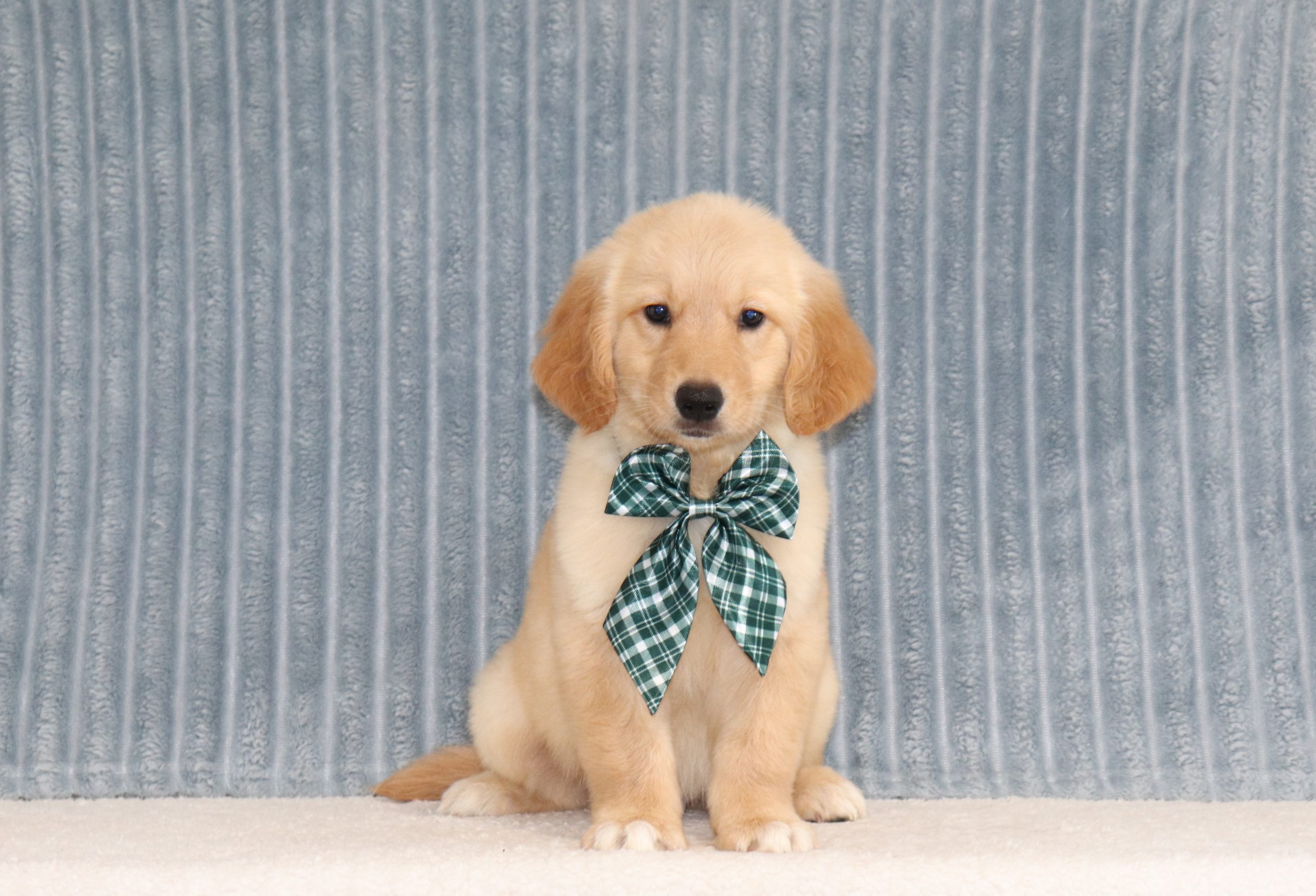 Peanut-4316a-puppy-golden-retriever-The-Puppy-Lodge-