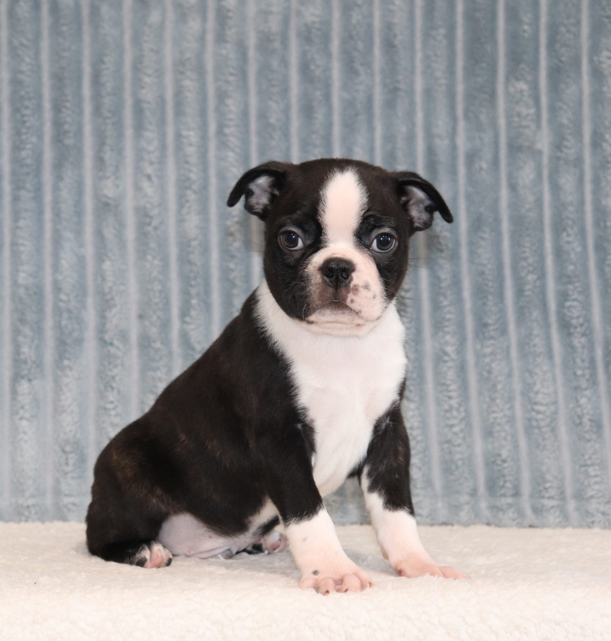 Scotty-6379aa-Puppy-Boston-Terrier-The-Puppy-Lodge