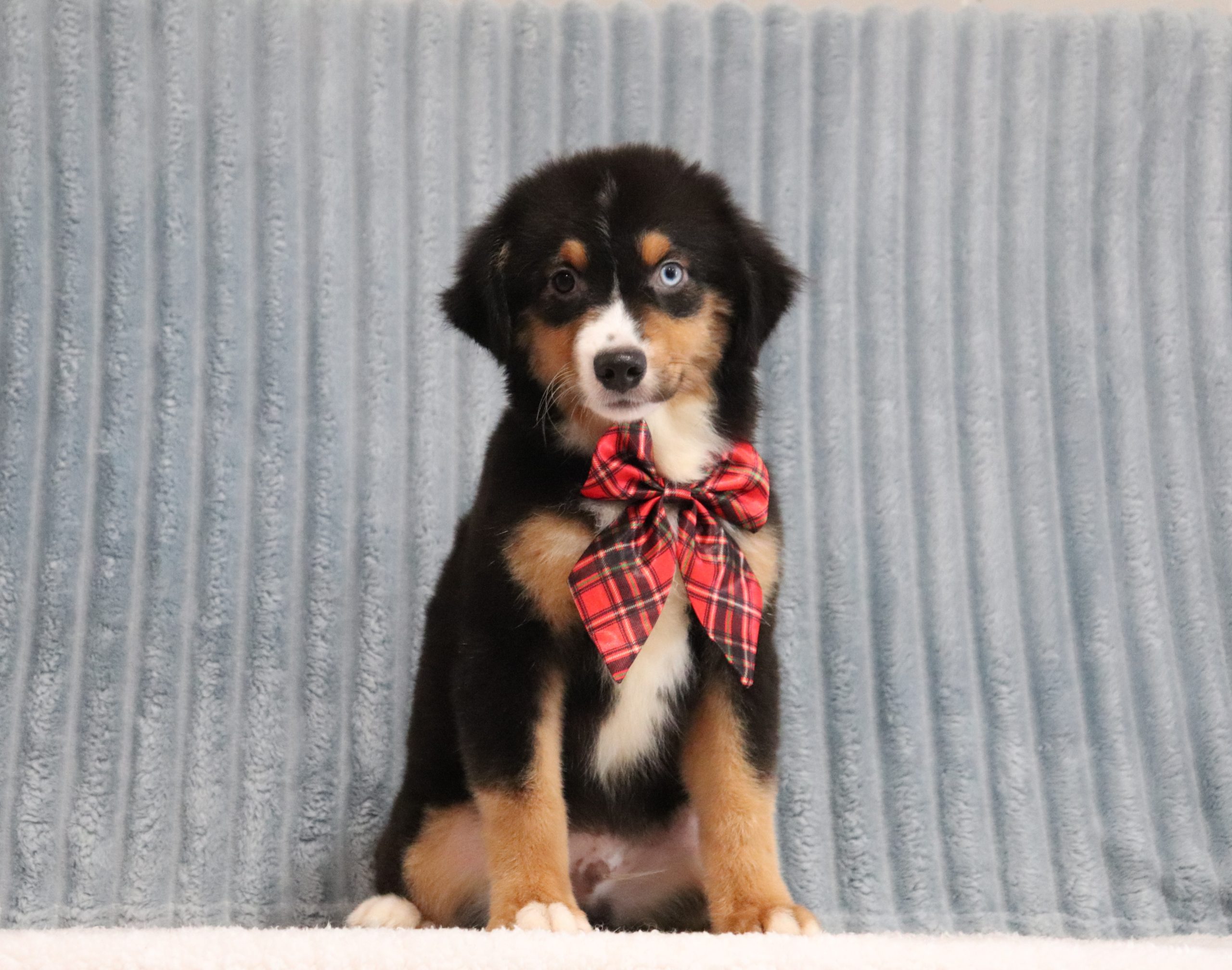 Sparkler 4289bb puppy miniture australian shepherd The Puppy Lodge of Berlin
