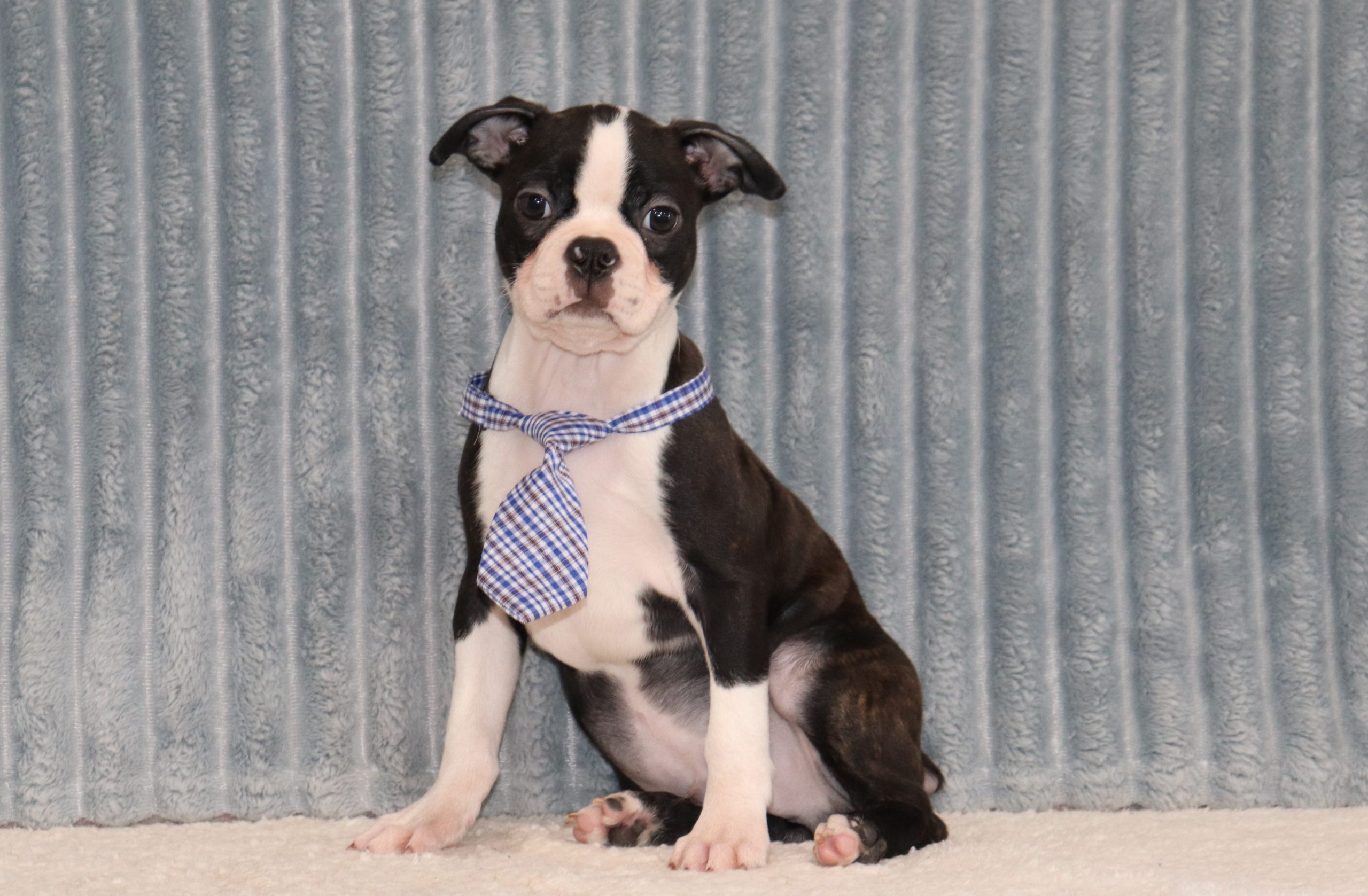 Stormy-6378a-Puppy-Boston-The-Puppy-Lodge