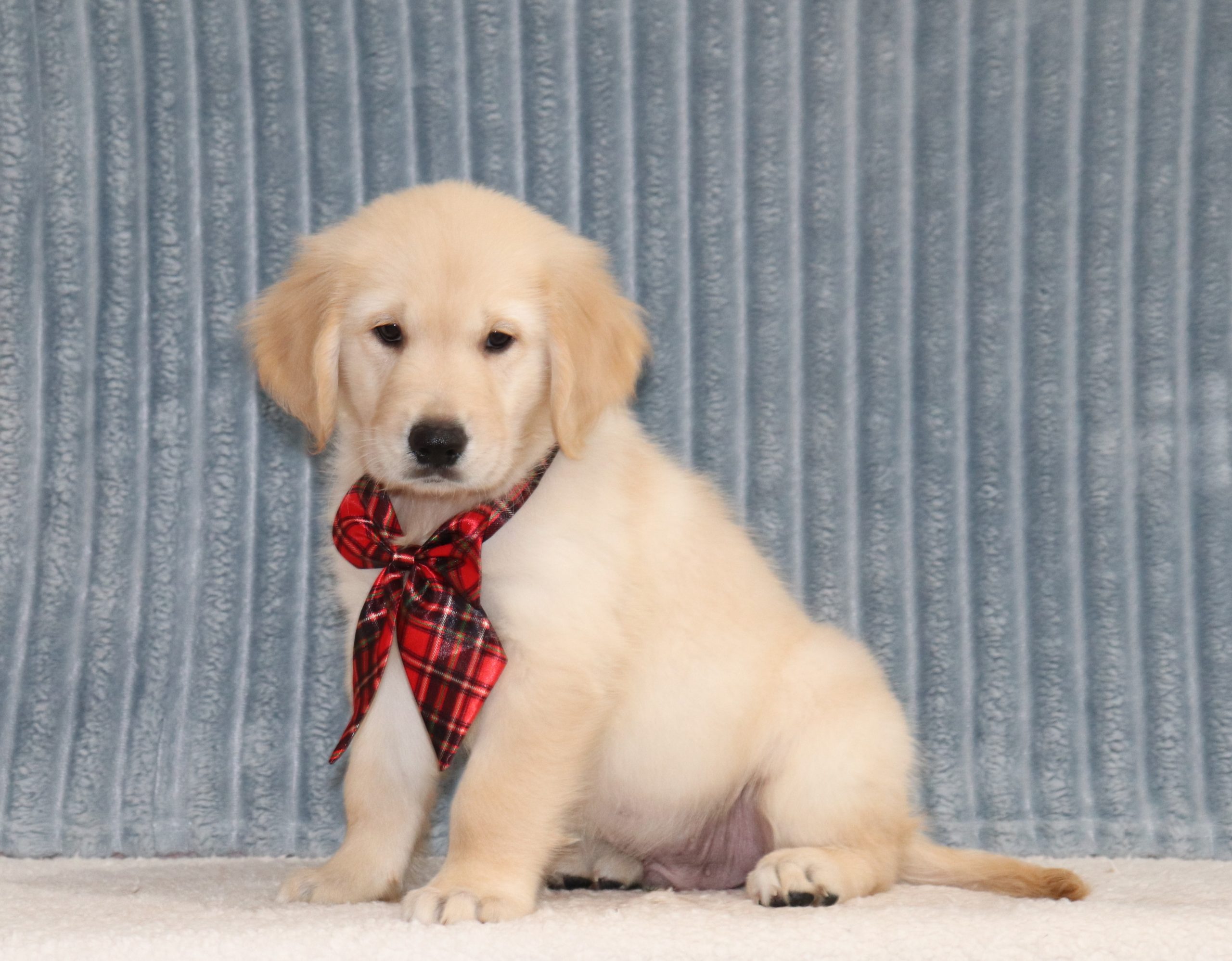 Theodore-4349aa-puppy-golden-retriever-The-Puppy-Lodge-of-Berlin
