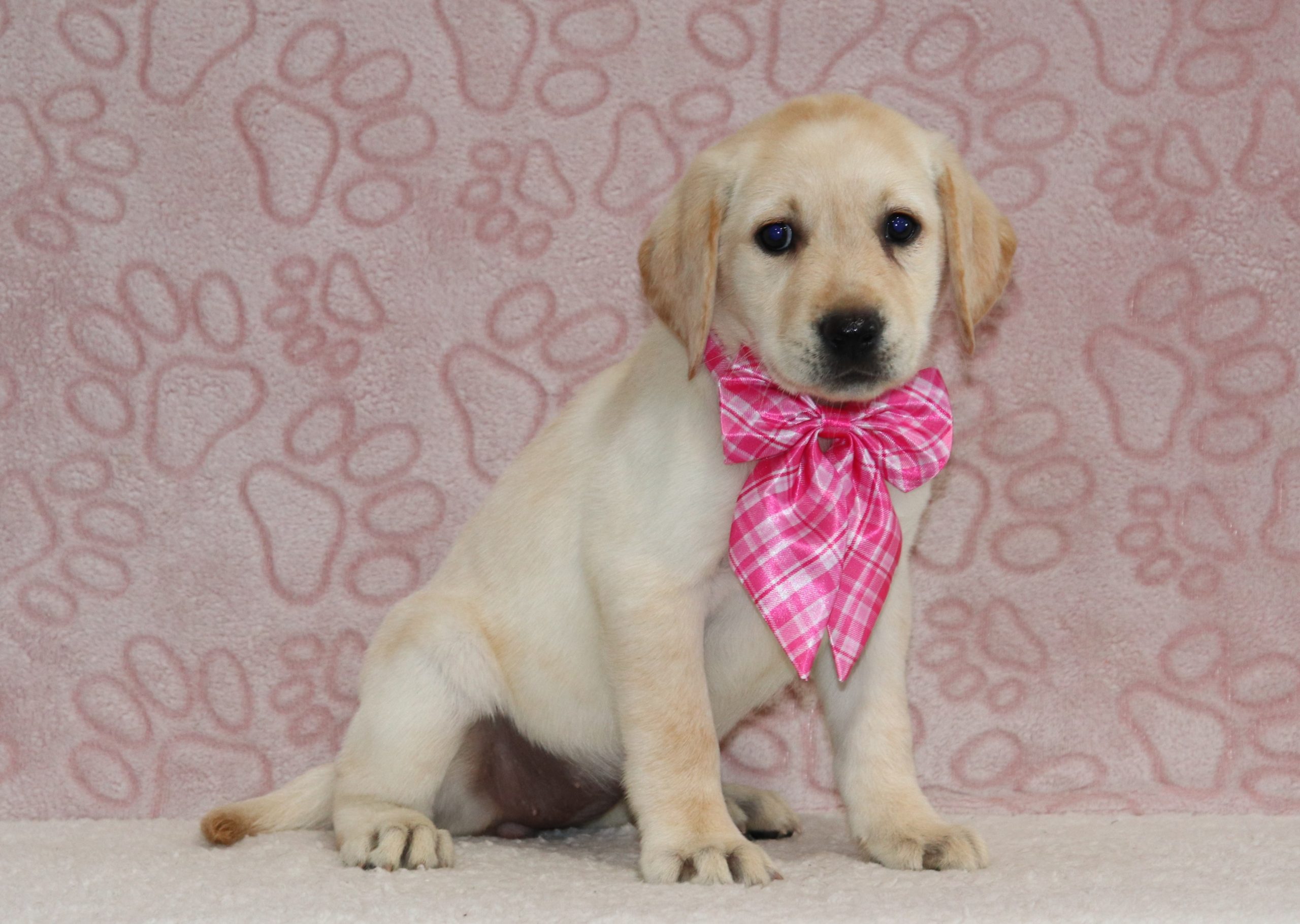Wendy-4611-labrador-retiever-The-Puppy-Lodge-of-Berlin