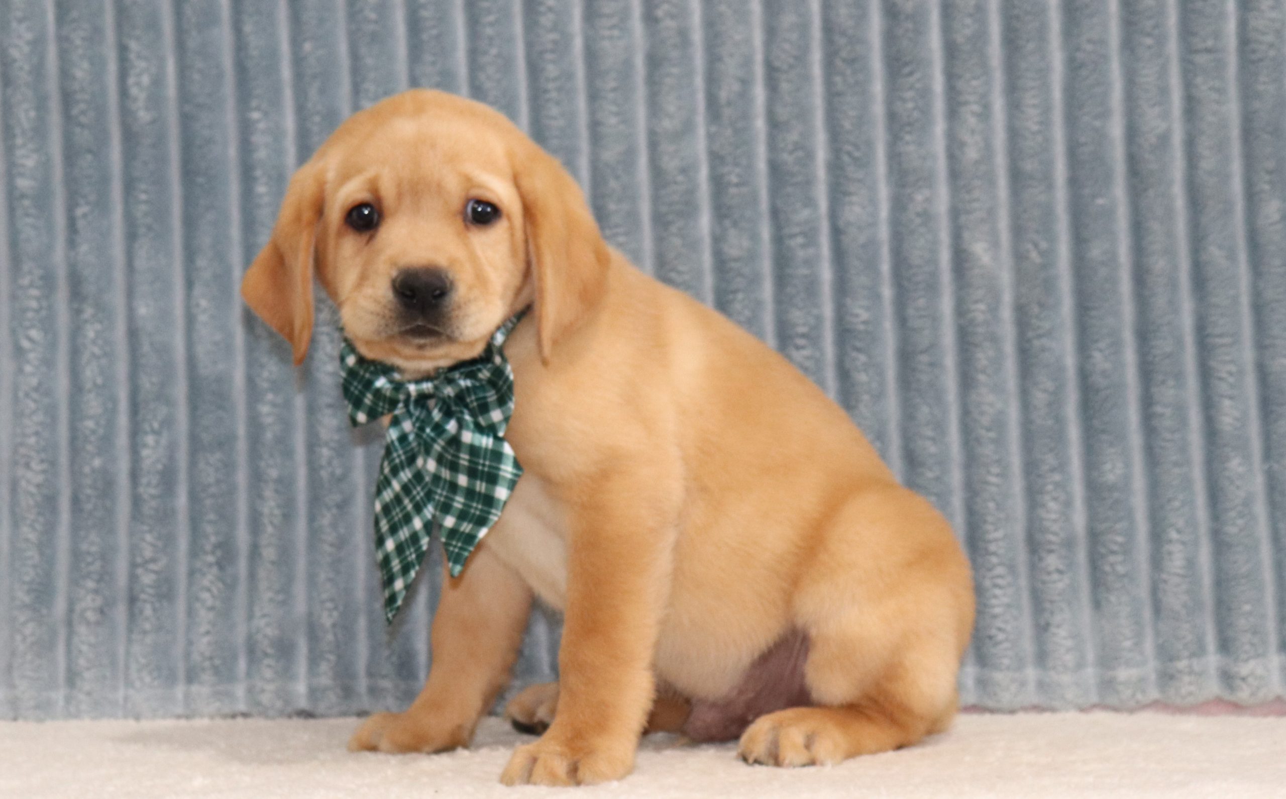 Windsor-4603-labrador-retriever-The-Puppy-Lodge-of-Berlin